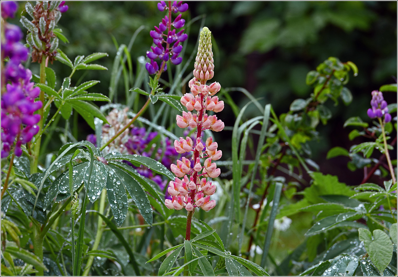 Изображение особи Lupinus polyphyllus.