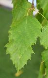 Betula pendula