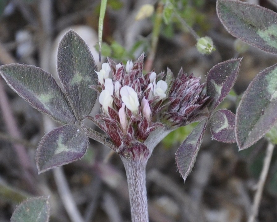 Изображение особи род Trifolium.