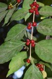 Lonicera maackii