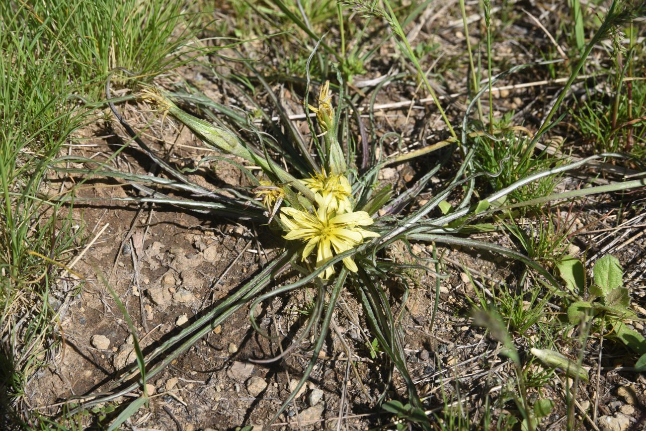 Изображение особи Scorzonera mollis.