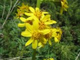 Ligularia talassica. Боковая веточка нижней части общего соцветия. Казахстан, Жамбылская обл., Жуалынский р-н, запов. \"Аксу-Джабаглы\"; Таласский Алатау, ущ. Коксай, ≈ 2180 м н.у.м., мезофильное разнотравье на дне ущелья. 1 июня 2025 г.