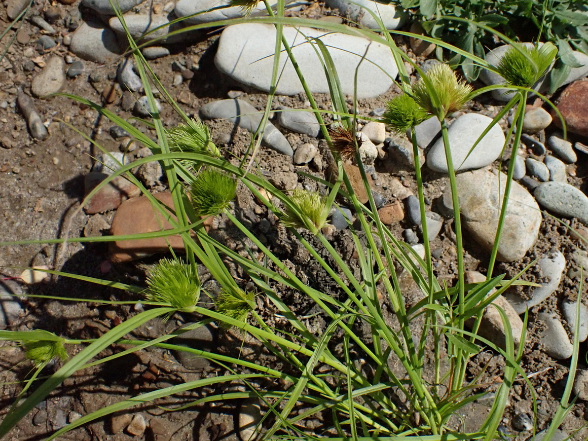 Image of Carex bohemica specimen.