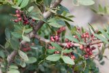 Pistacia lentiscus