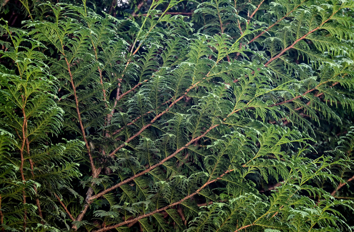 Image of Thuja plicata specimen.