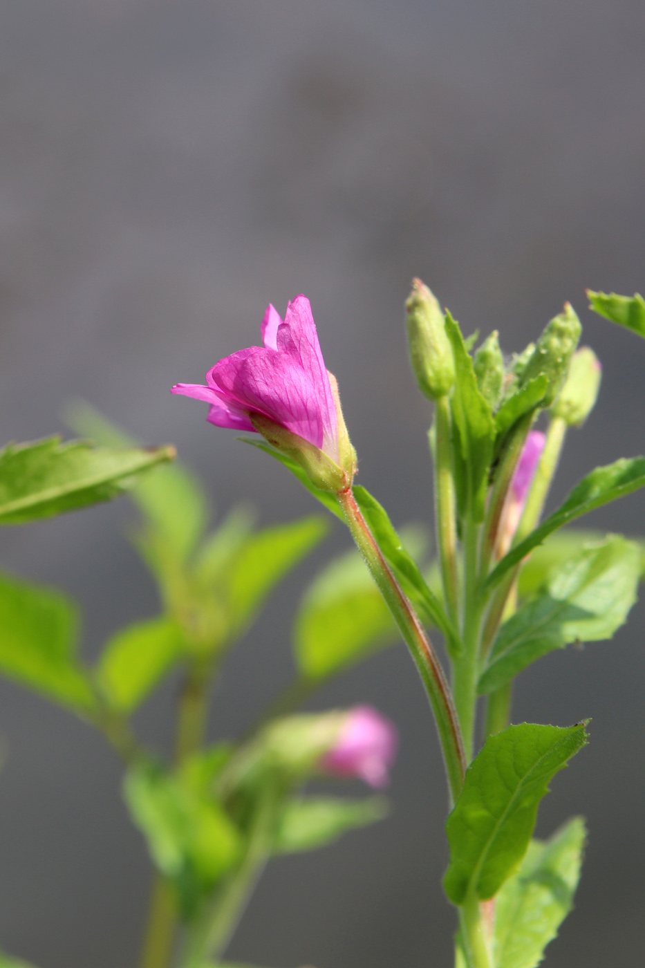 Изображение особи Epilobium hirsutum.