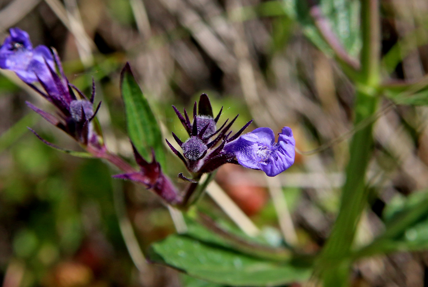 Image of Nepeta ucranica specimen.