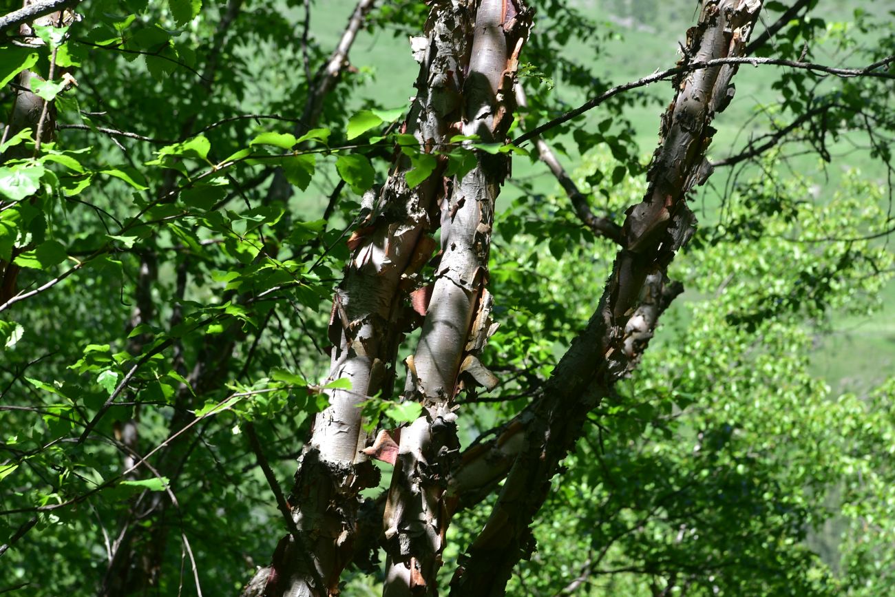 Image of genus Betula specimen.