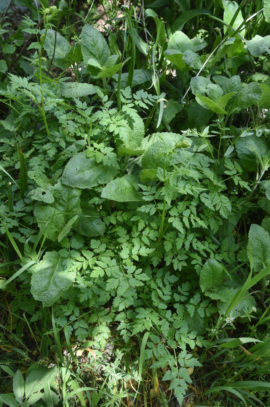 Изображение особи Неопознанный вид.