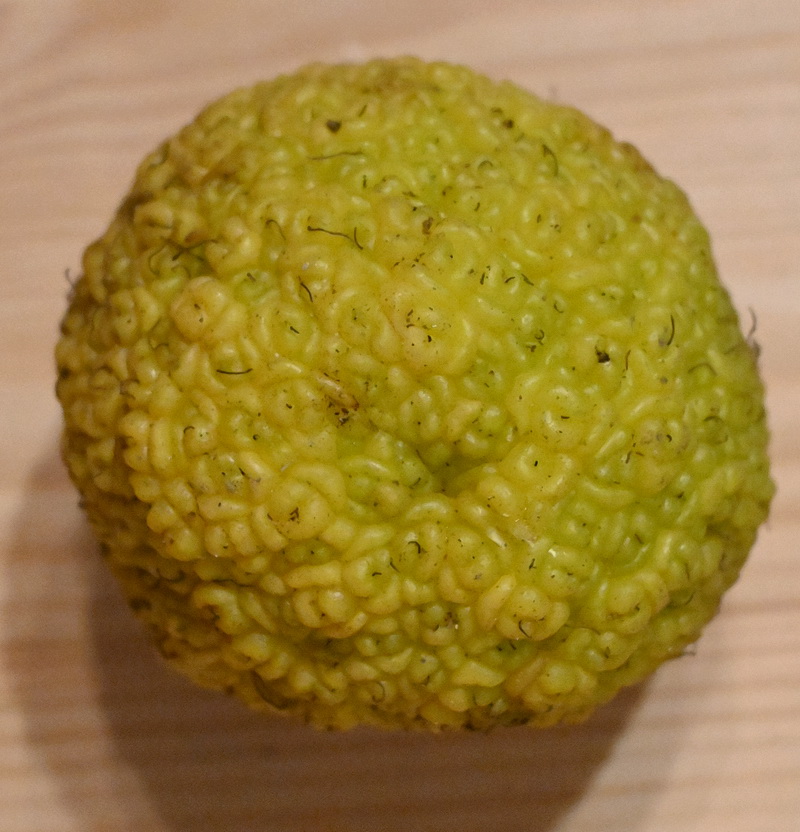 Изображение особи Maclura pomifera.