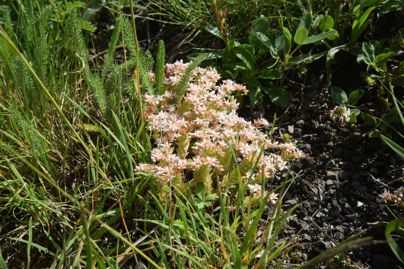 Изображение особи род Sedum.