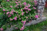 Spiraea japonica. Цветущее растение. Калининградская обл., г. Калининград, в культуре. 28.06.2025.