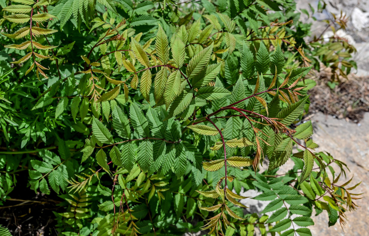 Изображение особи Sorbaria kirilowii.