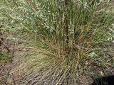 Festuca polesica. Нижняя часть растения. Ульяновская обл., Мелекесский р-н, окр. с. Лебяжье, сосновый бор на дюнах, вырубка под ЛЭП. 09.06.2024.