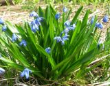 Scilla siberica