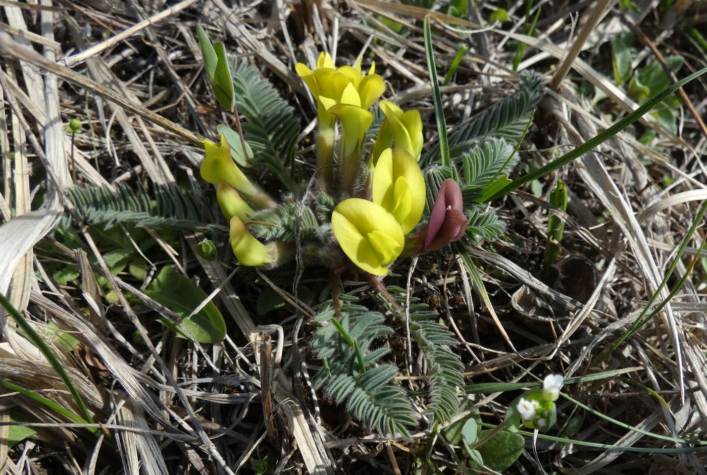 Image of Astragalus atrovinosus specimen.