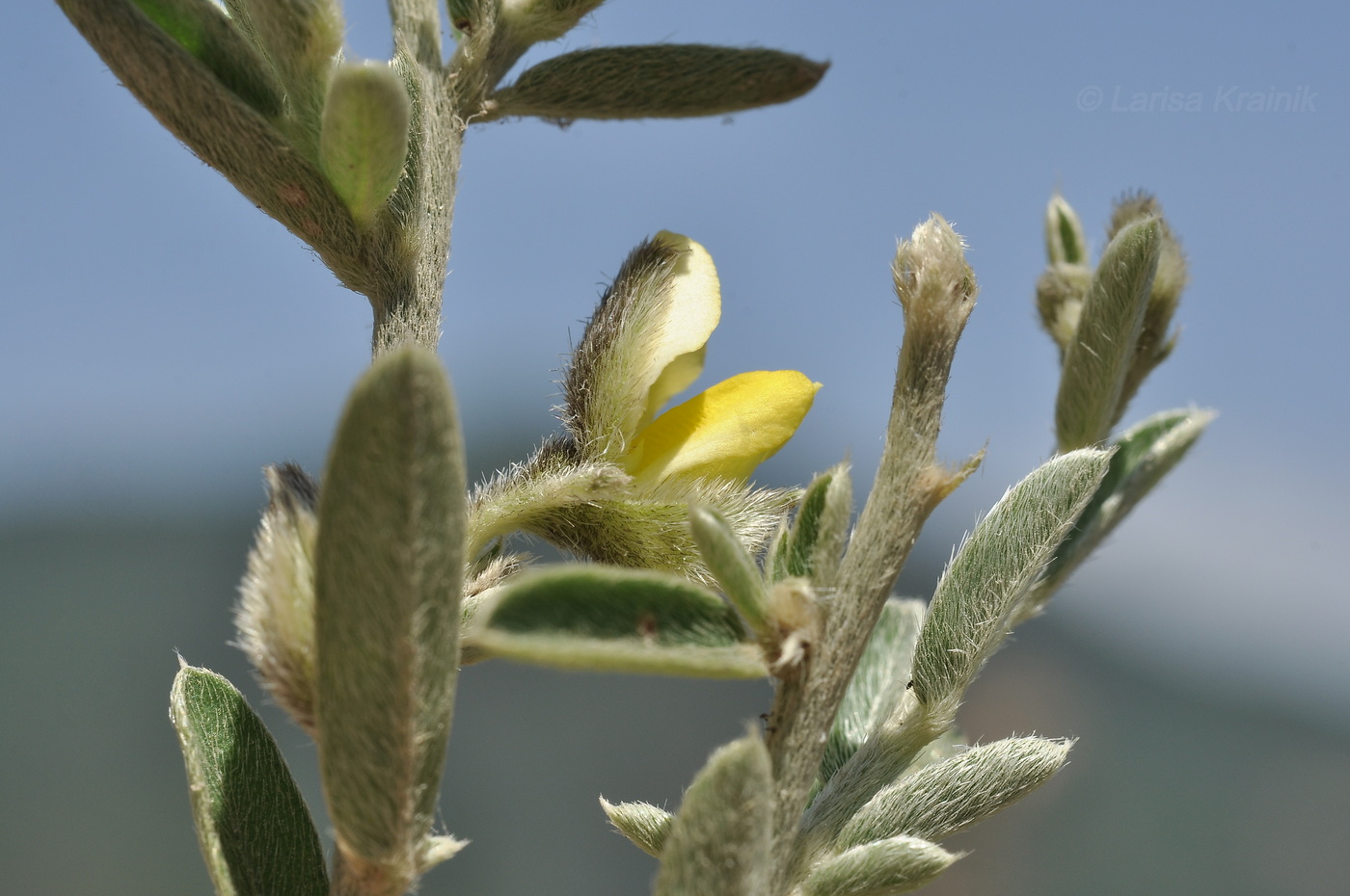 Изображение особи род Argyrolobium.