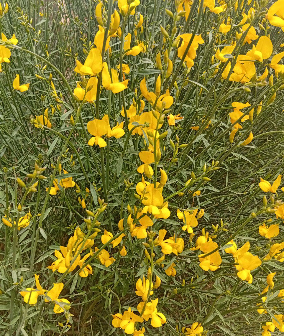 Image of Spartium junceum specimen.