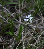 семейство Hyacinthaceae. Цветущее растение. Воронежская обл., Лискинский р-н, музей-запов. \"Дивногорье\", степь. 01.05.2026.