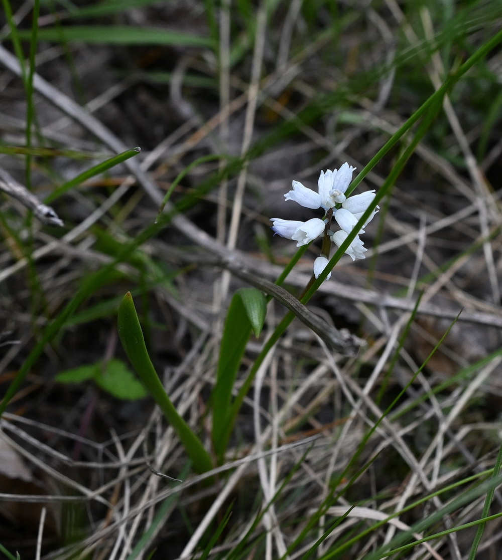 Изображение особи семейство Hyacinthaceae.