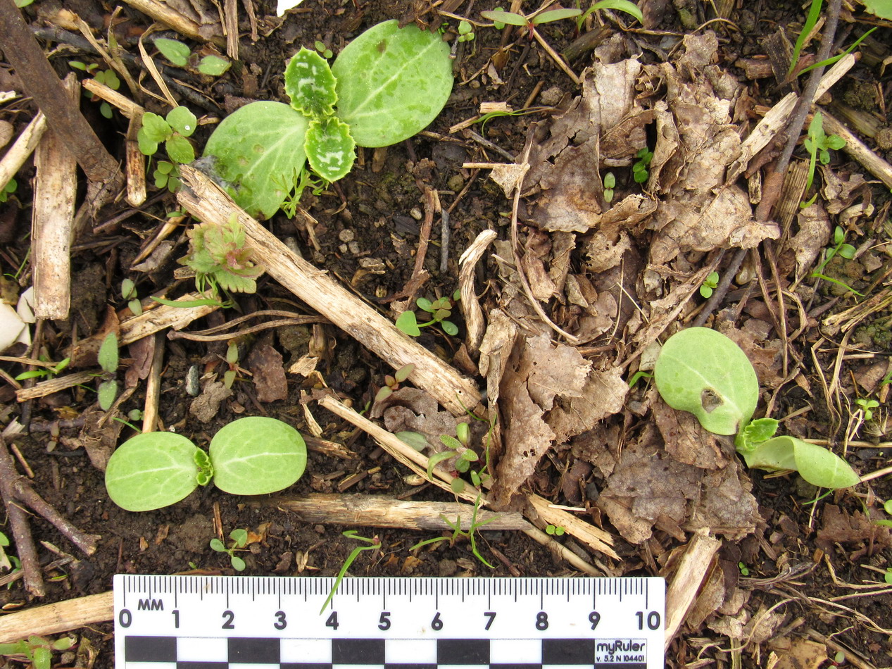 Image of Silybum marianum specimen.