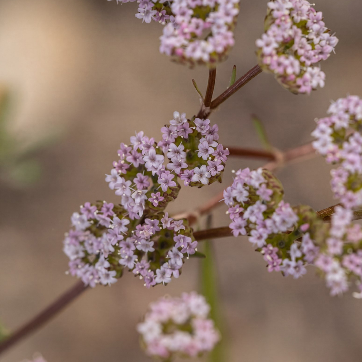 Image of genus Valerianella specimen.