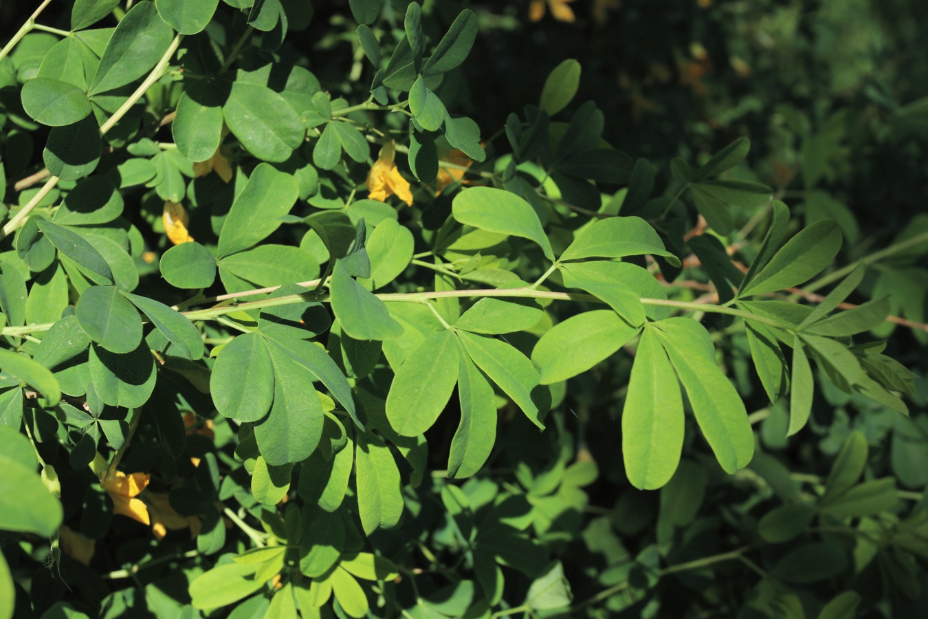 Image of Caragana frutex specimen.