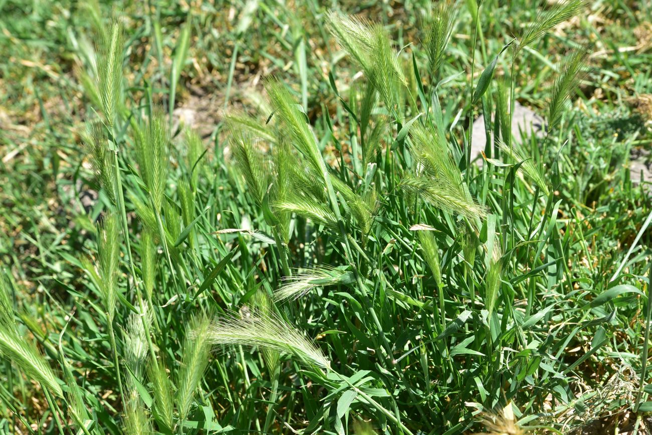 Изображение особи Hordeum leporinum.