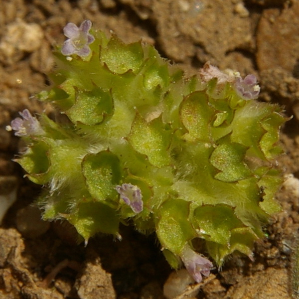 Image of Valerianella kotschyi specimen.