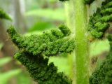 Osmundastrum asiaticum. Пластинка фертильной вайи. Хабаровский край, г. Комсомольск-на-Амуре, ООПТ \"Кедрово-тисовая роща\", смешанный лес с преобладанием Betula, вдоль лыжной трассы. 24.05.2026.
