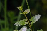 Glechoma hederacea