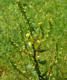 genus Verbascum. Цветок. Грузия, край Самцхе-Джавахети, Ахалцихский муниципалитет, левый борт р. Цинубанисцкали, 1,5 км выше по течению от горячего источника Цинубани, выс. 1140 м н.у.м., луг. 9 июня 2026 г.