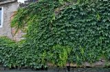 Parthenocissus tricuspidata. Вегетирующие растения. Китай, пров. Цзянсу, г. Сучжоу, в культуре. 27.05.2025.