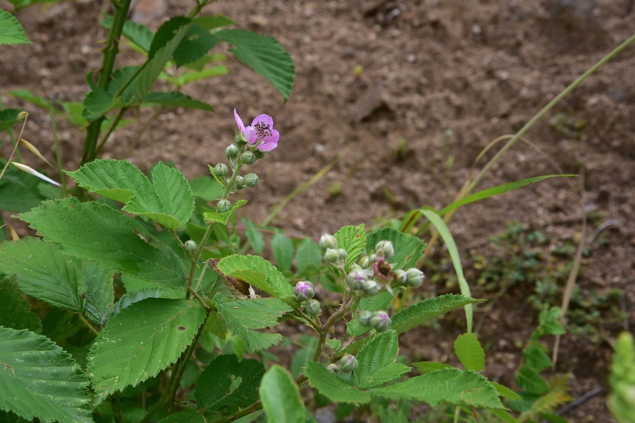 Image of Rubus sanctus specimen.