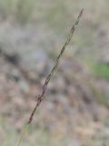 familia Poaceae. Соплодие. Таджикистан, Горно-Бадахшанская автономная обл., Рушанский р-н, хр. Музкол, окр. Сарезского оз., Усойский завал, мелкозёмистый склон. 26 июня 2026 г.