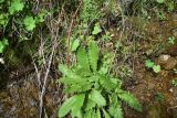 семейство Asteraceae. Вегетирующие растения. Турция, ил Артвин, монастырь Парехи, у малого грота. 12 июня 2026 г.