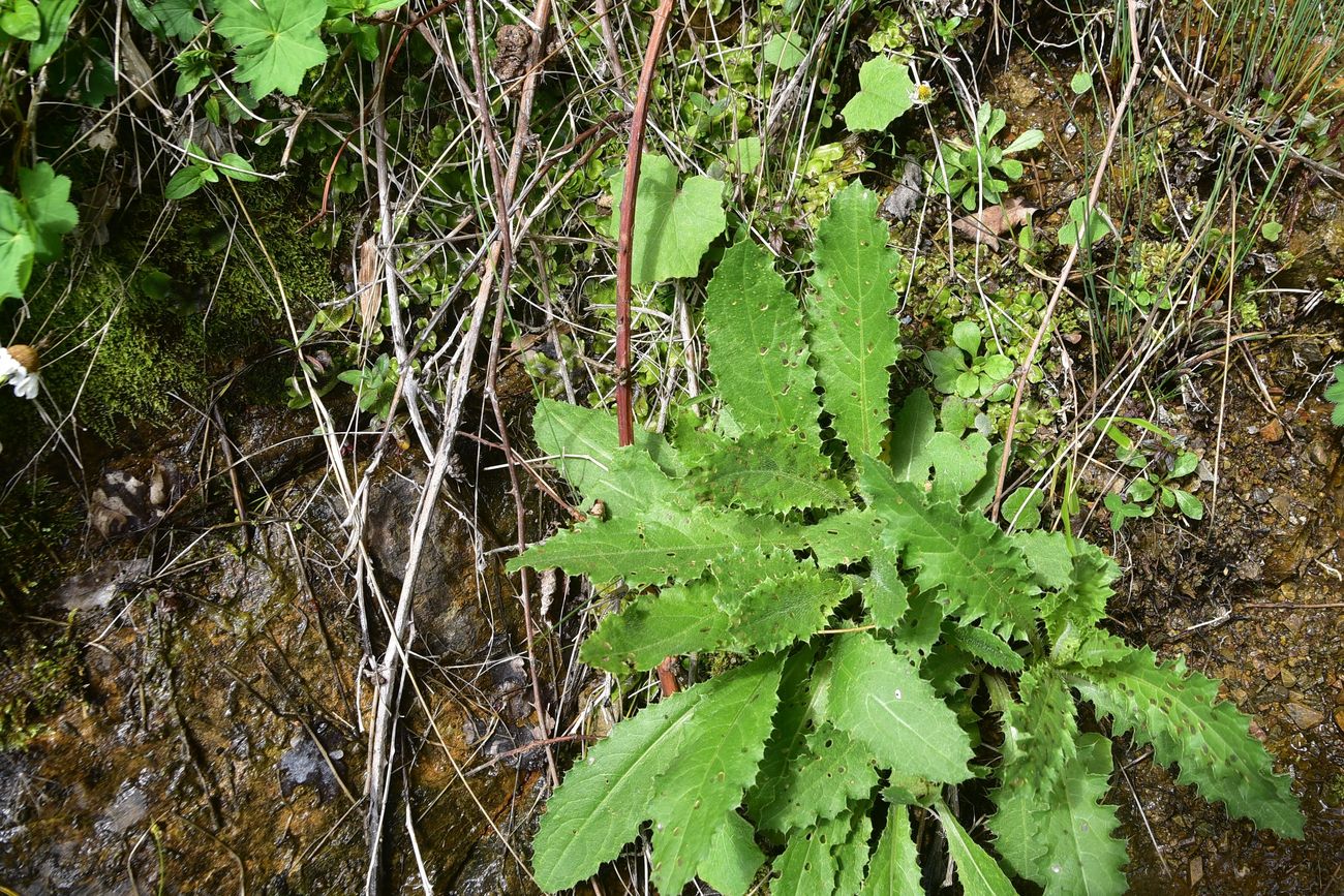 Изображение особи семейство Asteraceae.
