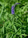Veronica longifolia