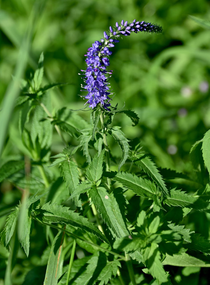 Изображение особи Veronica longifolia.