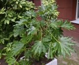 unknown species. Вегетирующее растение. Краснодарский край, г. Сочи, в уличном озеленении. 17.08.2026.