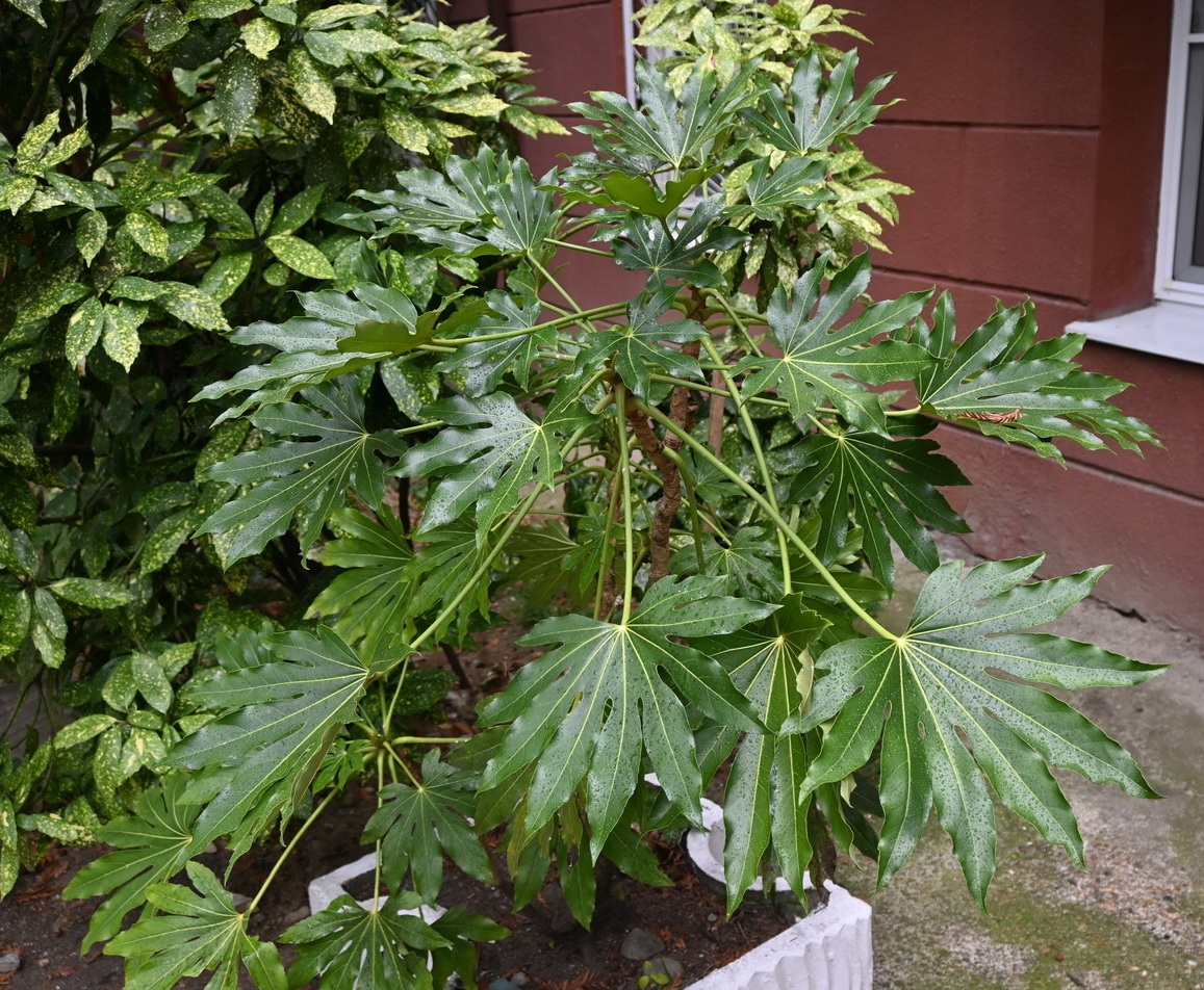 Image of Unknown species specimen.
