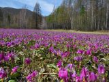 Erythronium sajanense