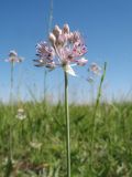 Allium caricifolium. Верхушка цветущего растения. Казахстан, Сырдарьинский Каратау, Юго-Восточный Каратау, юго-вост. подножья гор Улькен-Актау, обращенные к котловине оз. Бийликоль, сазы. 30 мая 2026 г.