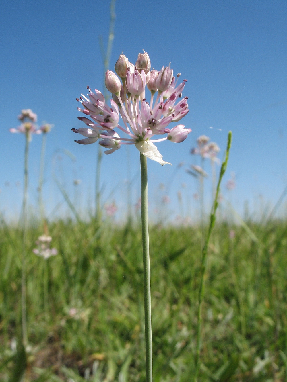 Изображение особи Allium caricifolium.
