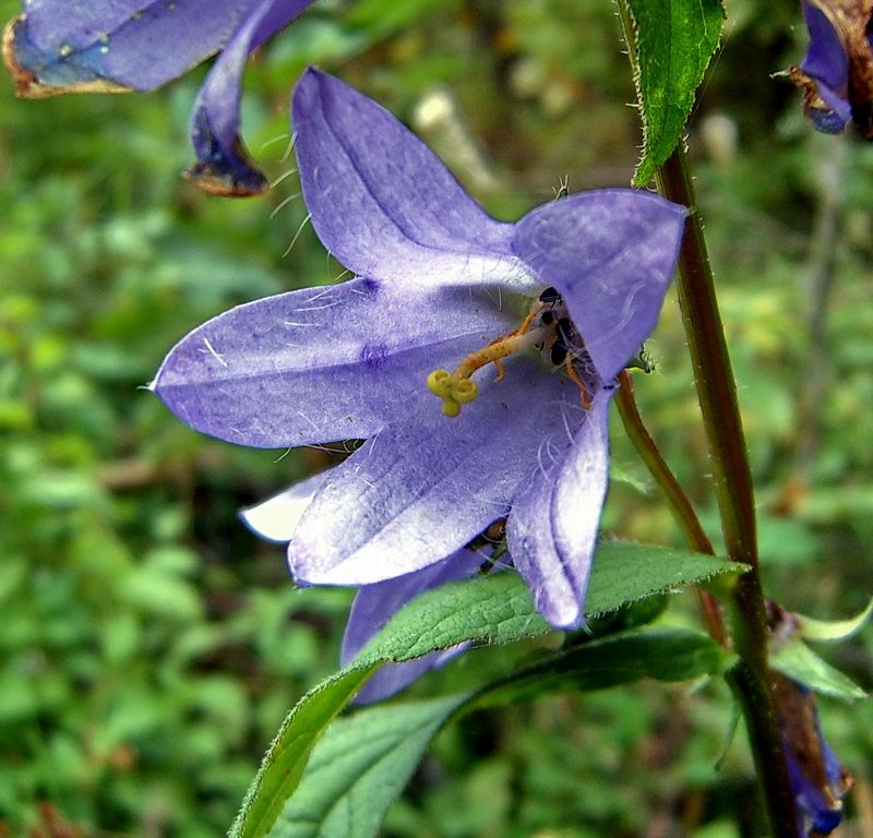 Image of Campanula trachelium specimen.