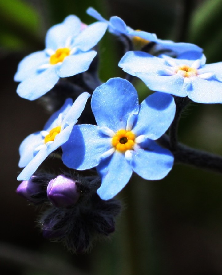 Изображение особи Myosotis imitata.