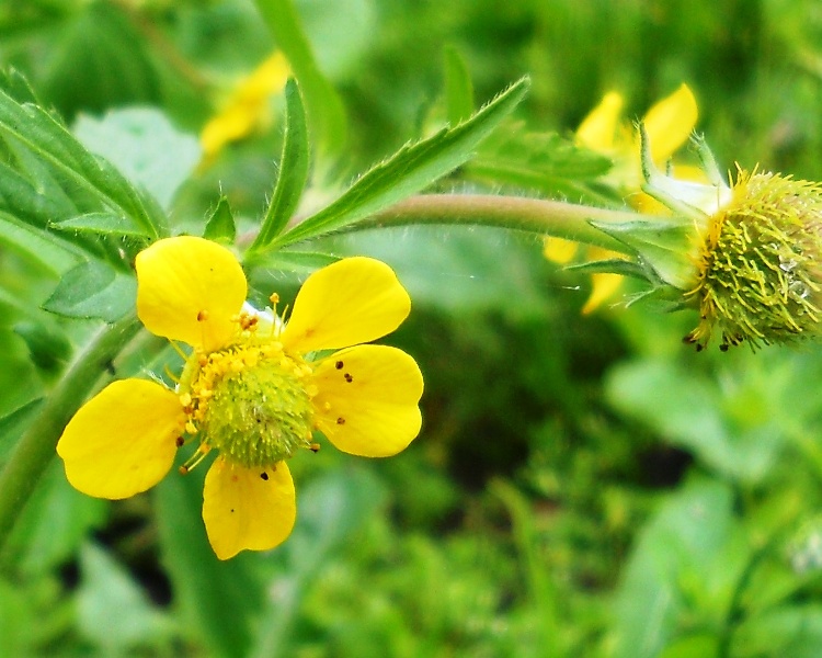 Изображение особи Geum aleppicum.