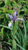 Iris musulmanica