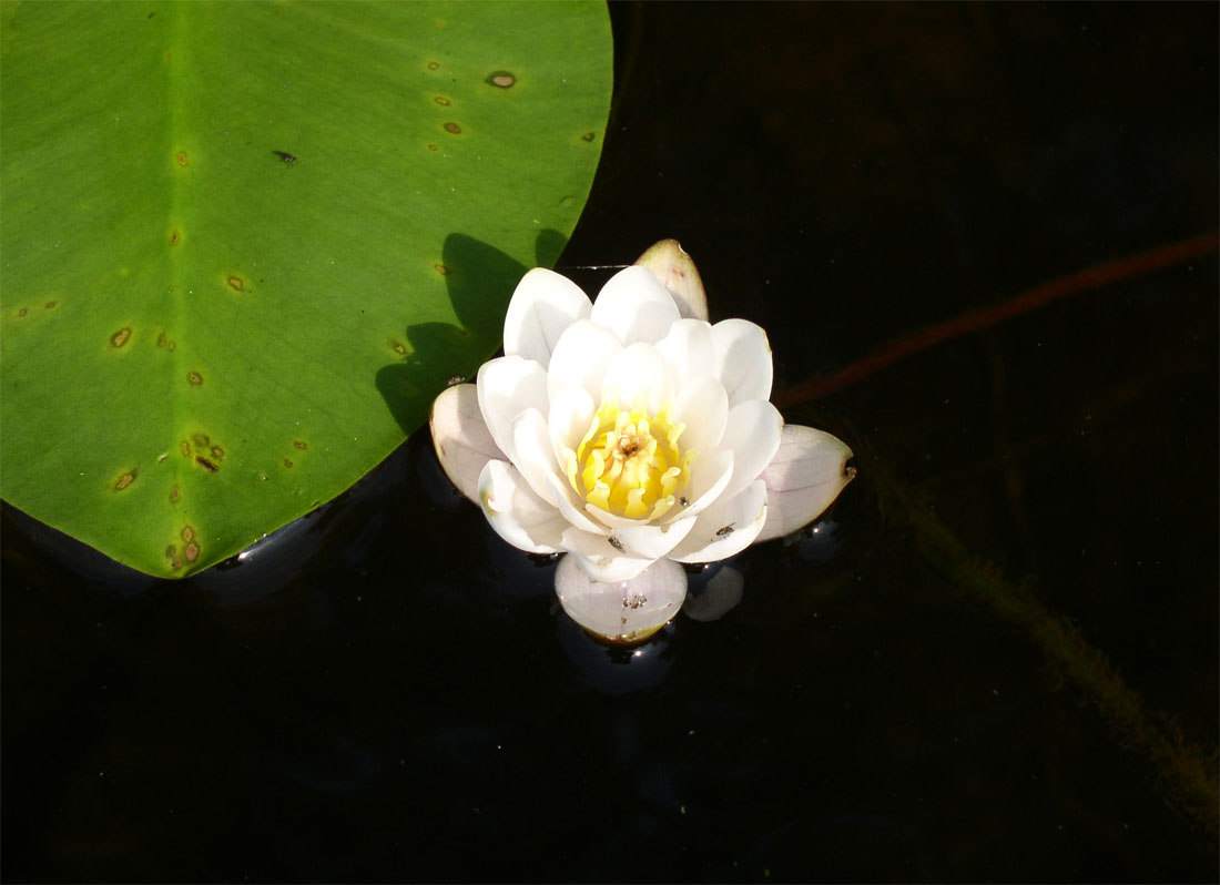 Image of Nymphaea &times; borealis specimen.