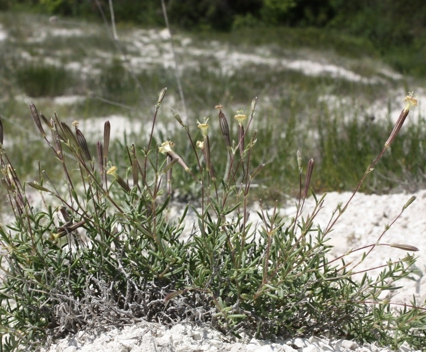 Image of Silene cretacea specimen.